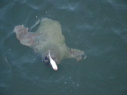 Competities HSV Alfheim